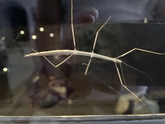 Parabacillus hesperus