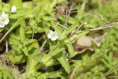 Gratiola peruviana