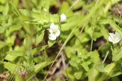 Gratiola peruviana