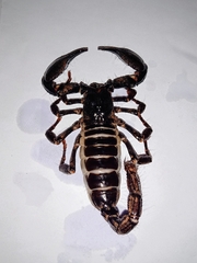 Scorpionoidea