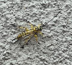 Xanthopimpla punctata