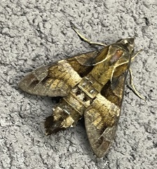 Macroglossum divergens