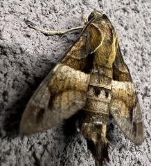 Macroglossum divergens