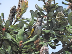 Phylidonyris niger