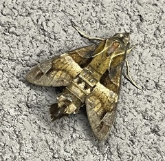 Macroglossum divergens