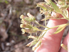 Brickellia floribunda
