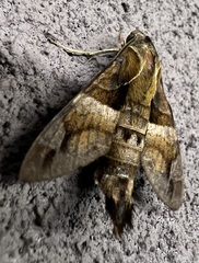 Macroglossum divergens