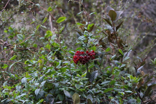 Bomarea formosissima (Bomarea formosissima)