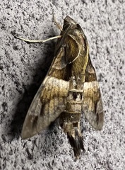 Macroglossum divergens