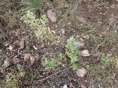 Brickellia floribunda