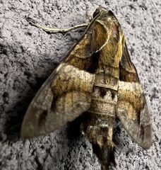 Macroglossum divergens