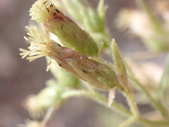 Brickellia floribunda