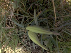 Asclepiadeae