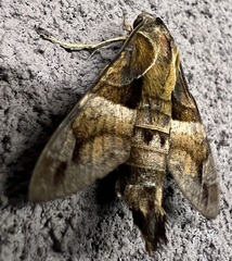 Macroglossum divergens