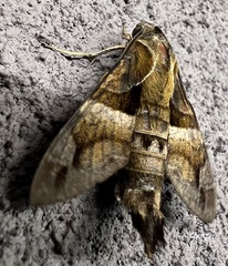 Macroglossum divergens