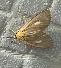 Asota plaginota