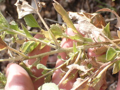 Brickellia floribunda