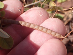 Coursetia caribaea