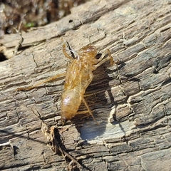 Procordulia grayi