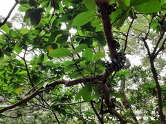Ficus benguetensis