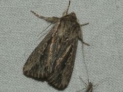 Persectania dyscrita