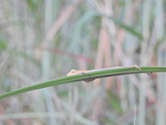 Calotes versicolor