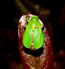 Hylamorpha elegans