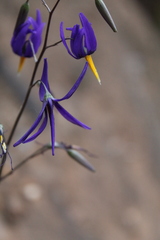 Conanthera bifolia