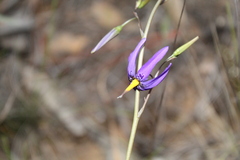 Conanthera bifolia