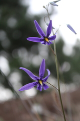 Conanthera bifolia