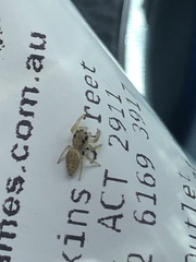 Opisthoncus polyphemus