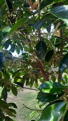 Elaeocarpus eumundii