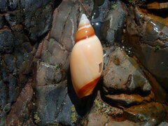 Ancillista velesiana