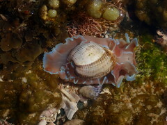 Hydatina physis
