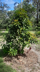 Elaeocarpus eumundii