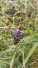 Dalea coerulea