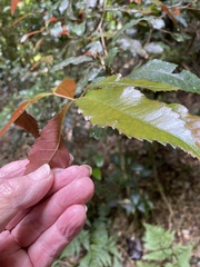Pseudoweinmannia lachnocarpa