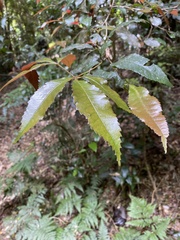 Pseudoweinmannia lachnocarpa