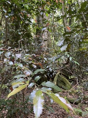 Pseudoweinmannia lachnocarpa