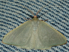 Chlorocoma paraphylla