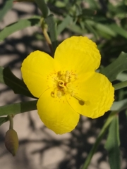 Eulobus crassifolius