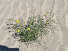 Eulobus crassifolius