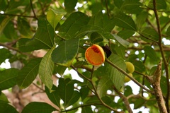 Tabernaemontana alba