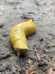 Ariolimax dolichophallus