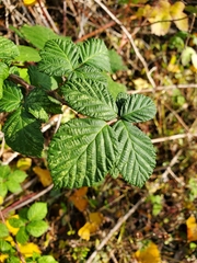 Rubus