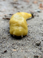 Ariolimax dolichophallus