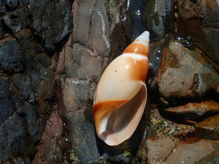 Ancillista velesiana