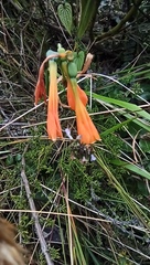 Stenomesson aurantiacum