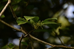 Tabernaemontana alba