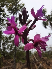 Epidendrum jamiesonis